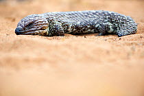 Shingleback lizard (Tiliqua rugosa) resting. Kalbarri National Park, Western Australia. October.