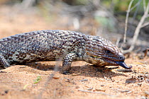 Shingleback lizard (Tiliqua rugosa) sensing with tongue. Kalbarri National Park, Western Australia. October.