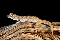 Western spiny-tailed gecko (Strophurus strophurus) on log. Francois Peron National Park, Shark Bay, Western Australia. October.