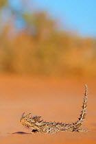 Thorny devil (Moloch horridus). Francois Peron National Park, Shark Bay, Western Australia. October.