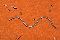 Southern blind snake (Anilios australis) on sand, dorsal view. Francois Peron National Park, Shark Bay, Western Australia. October.