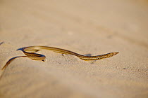 Burton&#39;s snake-lizard	(Lialis burtonis) on sand. Edel Land National Park (proposed), Shark Bay, Western Australia. October.