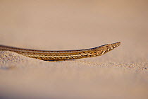 Burton&#39;s snake-lizard	(Lialis burtonis) on sand. Edel Land National Park (proposed), Shark Bay, Western Australia. October.