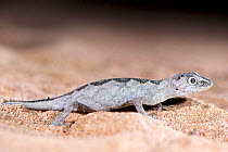 South-western spiny-tailed gecko (Strophurus spinigerus spinigerus). White-eyed morph restricted to Shark Bay area. False Entrance, Edel Land National Park (proposed), Shark Bay, Western Australia. Oc...