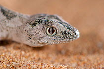 South-western spiny-tailed gecko (Strophurus spinigerus spinigerus) portrait. White-eyed morph restricted to Shark Bay area. False Entrance, Edel Land National Park (proposed), Shark Bay, Western Aust...