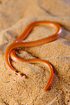 Black-naped burrowing snake (Simoselaps bimaculatus) on sand. False Entrance, Edel Land National Park (proposed), Shark Bay, Western Australia. October.