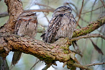 Tawny frogmouth (Podargus strigoides), two sleeping, perched on branch. Herdsman Lake, Perth, Western Australia. October.