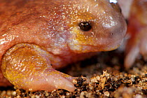 Turtle frog (Myobatrachus gouldii) portrait. Perth, Western Australia. October.