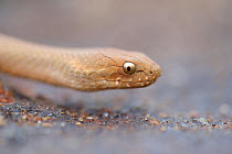 Bardick snake (Echiopsis curta) portrait. Leeuwin-Naturaliste National Park, Western Australia. November.