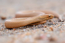 Bardick snake (Echiopsis curta). Leeuwin-Naturaliste National Park, Western Australia. November.