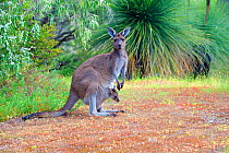 Western grey kangaroo (Macropus fuliginosus) female with joey in pouch. Leeuwin-Naturaliste National Park, Western Australia, November.
