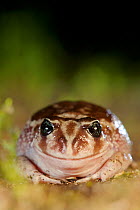 Sand frog (Heleioporus psammophilus) portrait. Leeuwin-Naturaliste National Park, Western Australia. November.