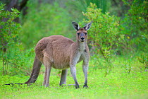 Western grey kangaroo (Macropus fuliginosus). Leeuwin-Naturaliste National Park, Western Australia. November.