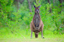 Western grey kangaroo (Macropus fuliginosus). Leeuwin-Naturaliste National Park, Western Australia. November.
