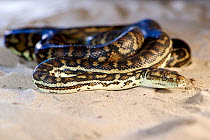 South-west carpet python (Morelia spilota imbricata), coiled on sand. Cheynes Beach, Western Australia. November.
