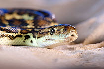 South-west carpet python (Morelia spilota imbricata), portrait. Cheynes Beach, Western Australia. November.