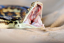 South-west carpet python (Morelia spilota imbricata) yawning. Cheynes Beach, Western Australia. November.
