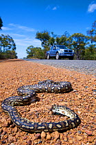 South-west carpet python (Morelia spilota imbricata) dead on roadside, victim of car strike. Chester Pass Road, Stirling Range National Park, Western Australia. November 2019.