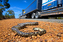 South-west carpet python (Morelia spilota imbricata) dead on roadside, victim of car strike. Road train in background. Chester Pass Road, Stirling Range National Park, Western Australia. November 2019...