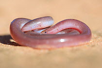 Southern blind snake (Anilios australis) coiled on sand. Stirling Range National Park, Western Australia. November.