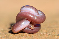 Southern blind snake (Anilios australis) coiled into ball on sand. Stirling Range National Park, Western Australia. November.