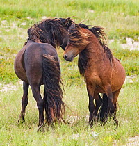 Sable Island horses, two wild stallions greeting, head to head . Sable Island National Park, Nova Scotia, Canada.