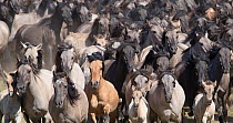 Dulmen pony, wild herd of mares and foals running together at the roundup. Dulmen, North Rhine-Westphalia, Germany.