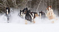 RF - Gypsy vanner herd galloping through the snow. Quebec, Canada. January. (This image may be licensed either as rights managed or royalty free.)