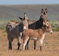 Wild burro, three including Jenny and foal. Warm Springs Herd Management Area, Oregon.