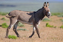 RF - Wild burro / donkey braying. Warm Springs Herd Management Area, Oregon, USA. (This image may be licensed either as rights managed or royalty free.)