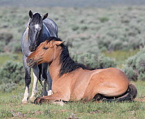 RF - Mustang horse, dun mare and blue roan foal nuzzling. Sand Wash Basin Herd Management Area, Colorado, USA. (This image may be licensed either as rights managed or royalty free.)