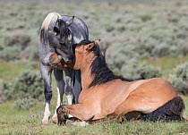 Mustang horse, dun mare and blue roan foal nuzzling. Sand Wash Basin Herd Management Area, Colorado, USA.