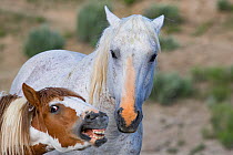 RF - Mustang stallion and his colt, colt opening and closing mouth in submission. Sand Wash Basin Herd Management Area, Colorado, USA. (This image may be licensed either as rights managed or royalty f...