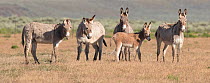 Wild burro / donkeys, group of five including foal standing in grassland. Warm Springs Herd Management Area, Oregon, USA. June.