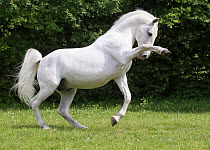 Lipizzan stallion with one leg in air, baroque breed used in classical dressage. Germany.