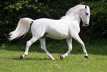 RF - Lipizzan stallion showing off, breed used in classical dressage. Germany. (This image may be licensed either as rights managed or royalty free.)