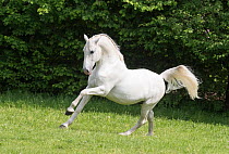 RF - Lipizzaner stallion trotting, breed used in classical dressage. Germany. (This image may be licensed either as rights managed or royalty free.)
