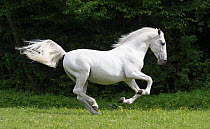 RF - Lipizzaner stallion jumping, baroque breed used in classical dressage. Germany. (This image may be licensed either as rights managed or royalty free.)