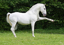 RF - Lipizzaner stallion standing with one leg in air, baroque breed used in classical dressage. Germany. (This image may be licensed either as rights managed or royalty free.)