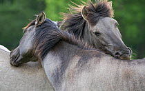 Dulmen pony, wild mare and foal nuzzling. Germany.
