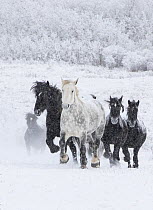 Percheron horse, group running uphill through snow, one dappled grey leading black horses, snow covered forest in background. Alberta, Canada. February.