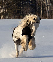 Gypsy vanner stallion galloping through snow. Alberta, Canada. February.