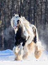 Gypsy vanner stallion cantering through snow. Alberta, Canada. February.