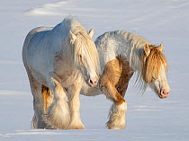 RF - Gypsy vanner horses, two stallions walking through snow. Alberta, Canada. February. (This image may be licensed either as rights managed or royalty free.)