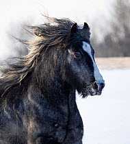 Gypsy vanner stallion in snow, portrait. Alberta, Canada. February.