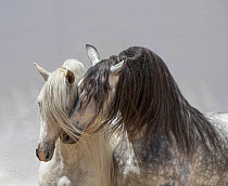 Andalusian horse, two stallions coming together in arena one dappled grey and one pure white. Spain.