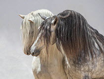Andalusian horses, two stallions coming together in arena one dappled grey and one pure white. Spain.
