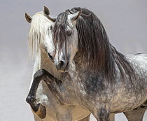 Andalusian horsea, two stallions coming together in arena one dappled grey and one pure white. Spain.