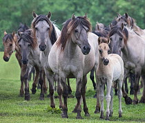 RF - Wild Dulmen pony herd including female and foal. Germany. (This image may be licensed either as rights managed or royalty free.)