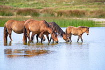 Sable Island horse, group of wild horses including foal at waterhole. Sable Island National Park, Nova Scotia, Canada. September.
